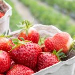 BUND: Erdbeeren oft mit Pestiziden belastet