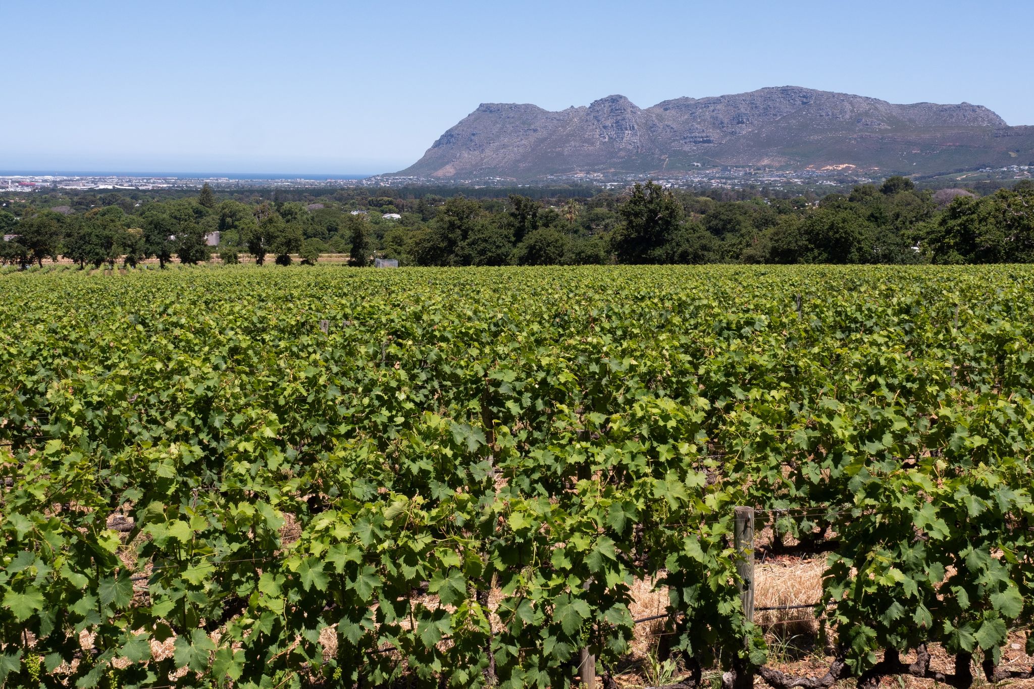 Weine aus Südafrika: Das gelbe Rätsel und Pairing-Ideen