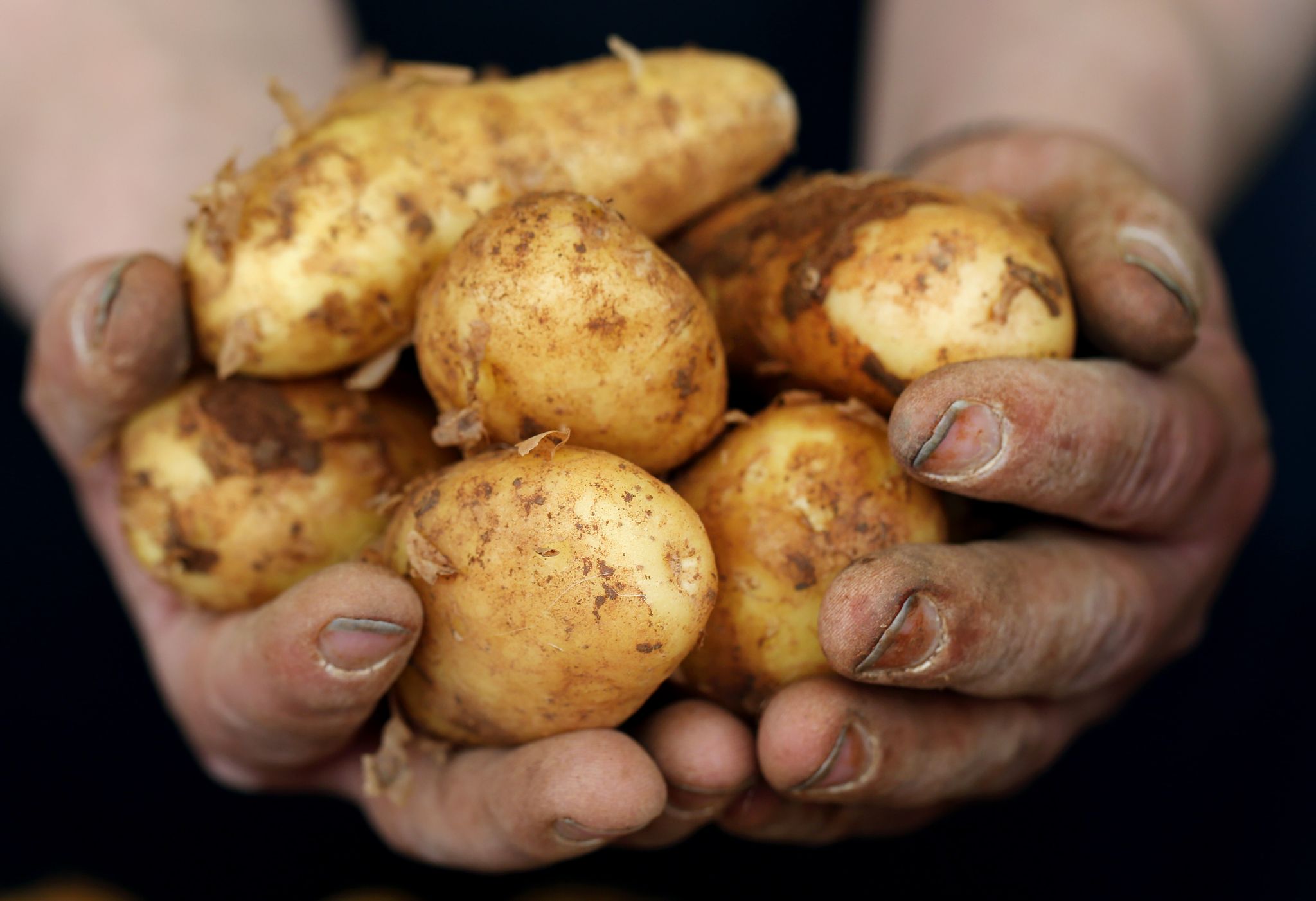 Frühkartoffeln: Die ersten Knollen mit feinem Aroma