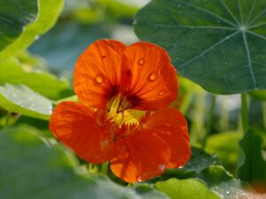 Pesto aus Blüte? Kapern aus Knospen? Her mit Kapuzinerkresse