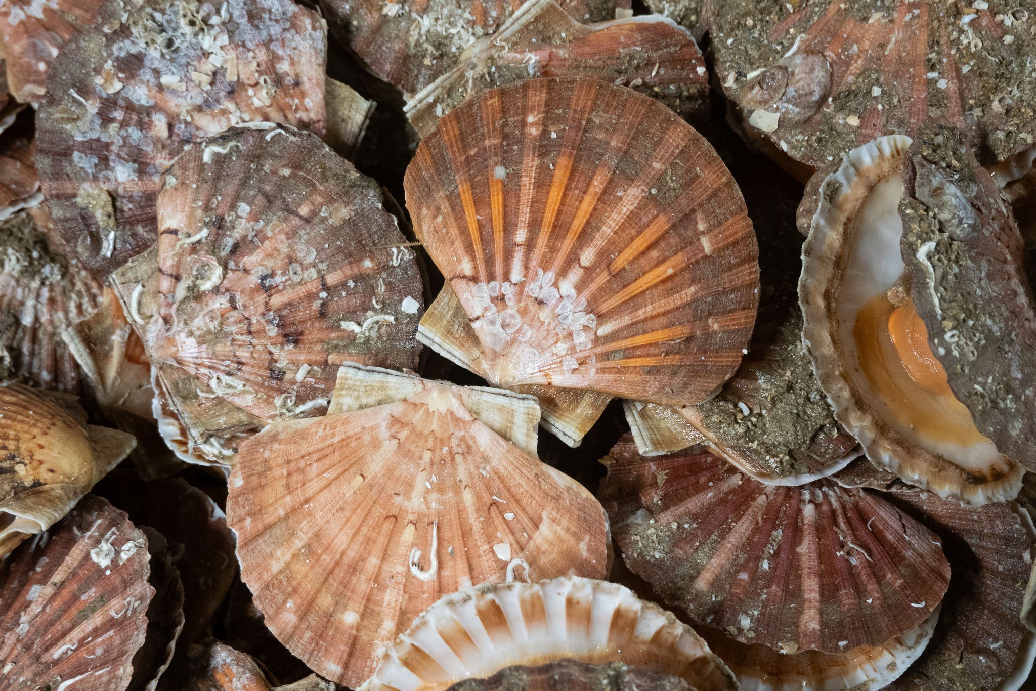 Jakobsmuschel: Wie man heiligen Jakobus in die Pfanne haut