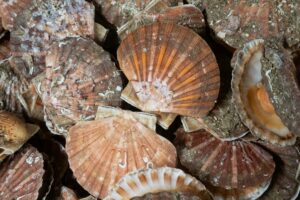 Jakobsmuschel: Wie man heiligen Jakobus in die Pfanne haut